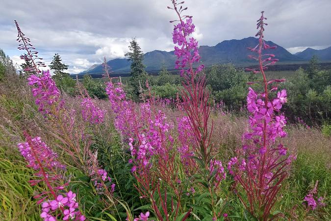 fireweed flowers along Alaska roadside