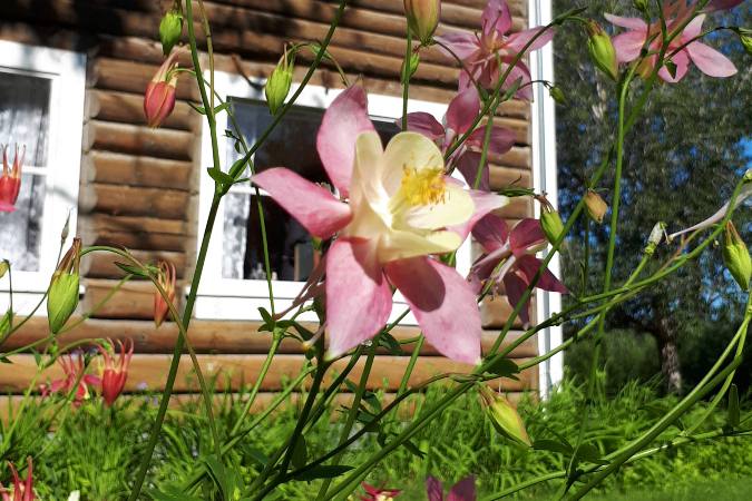 Columbine flowers at Rikas Roadhouse