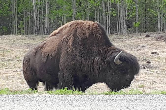 Woods Bison grazing roadside