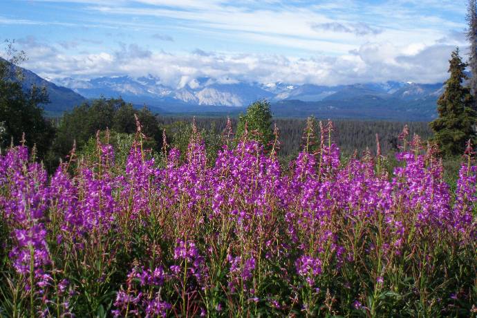 fireweed blooming along the roadside