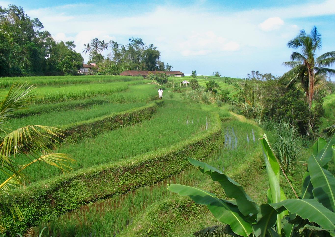 Jatiluwah rice terraces
