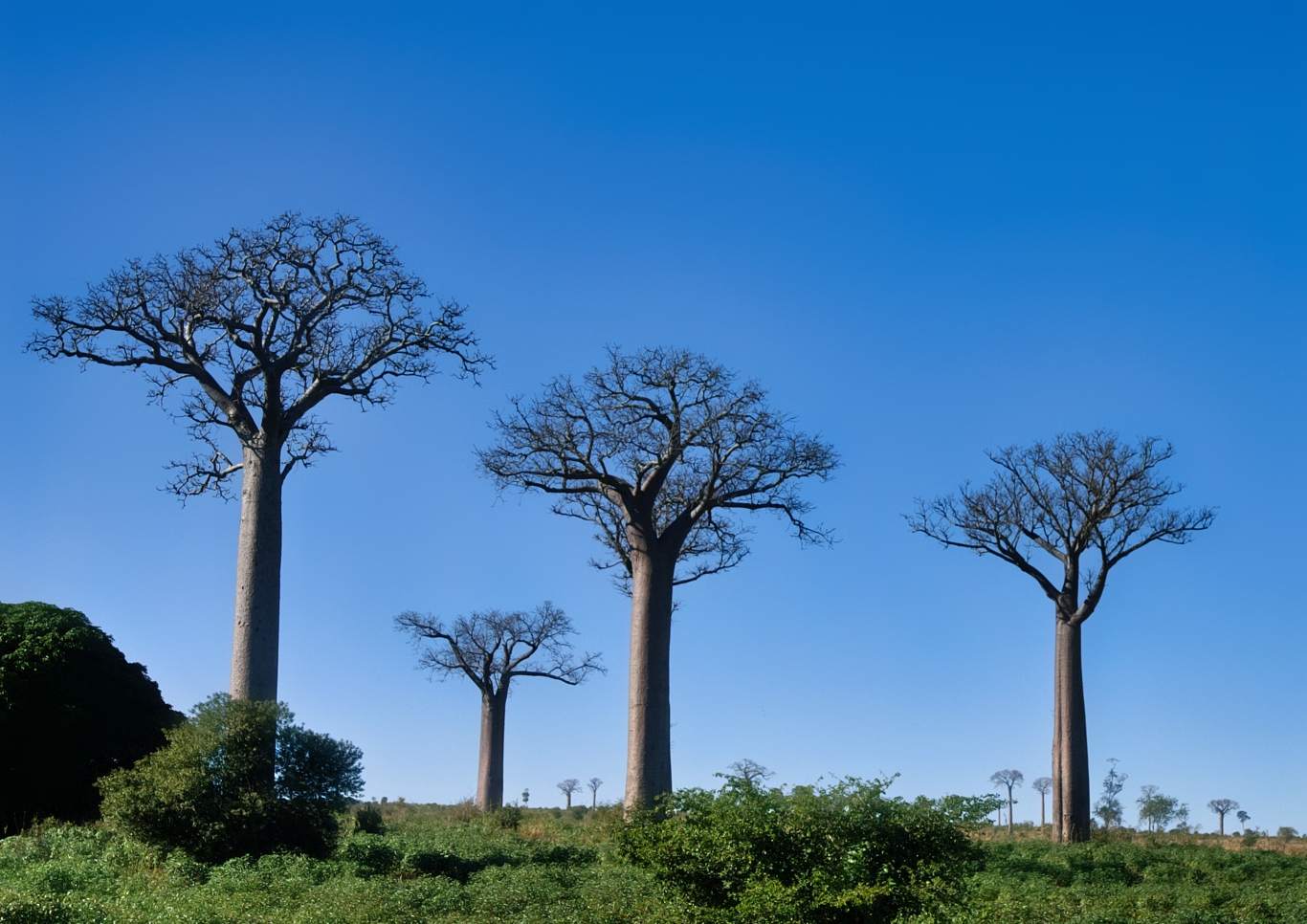 leafless Baobab trees in Madagascar