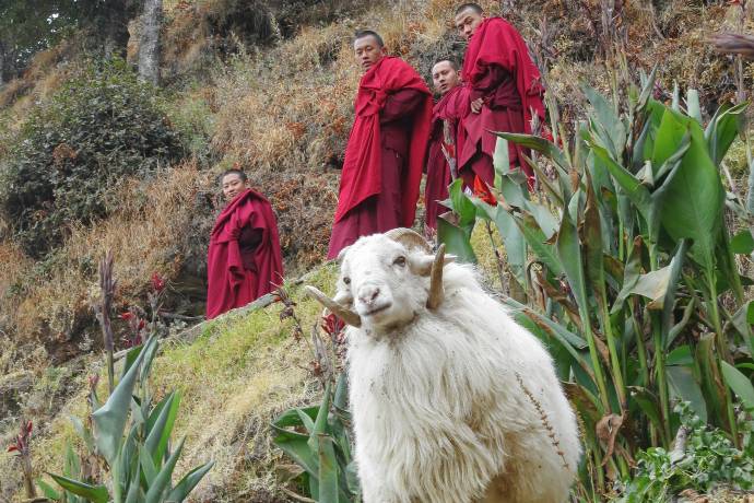 red clothed monks walking behind sheep