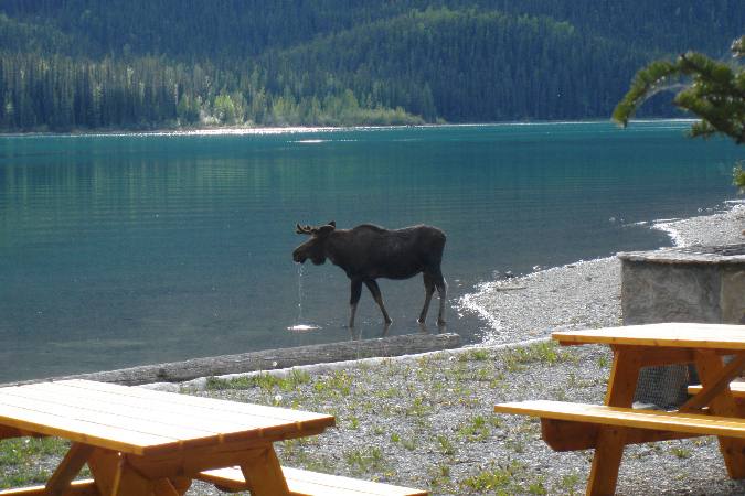 moose joining for lunch
