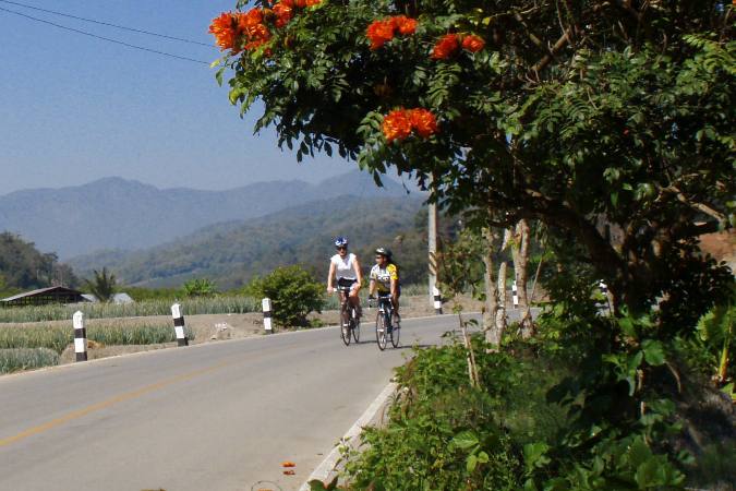 bicyclist pasing flowering Tulip tree