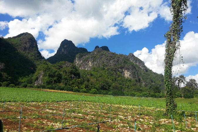 karst ridgeline behind vegetable farm