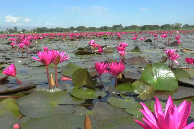 red flowers of lotus in Phayao Lake