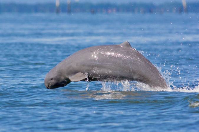 Irraday Dolphin leaping from water