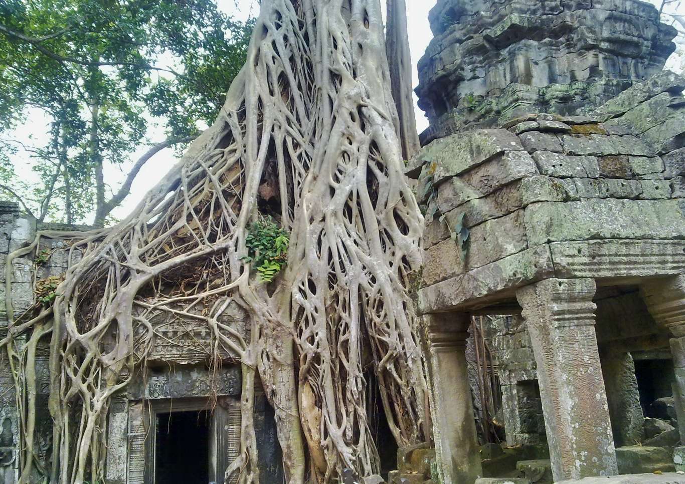 Fig tree roots wrapping ancient ruins at Angkor Wat