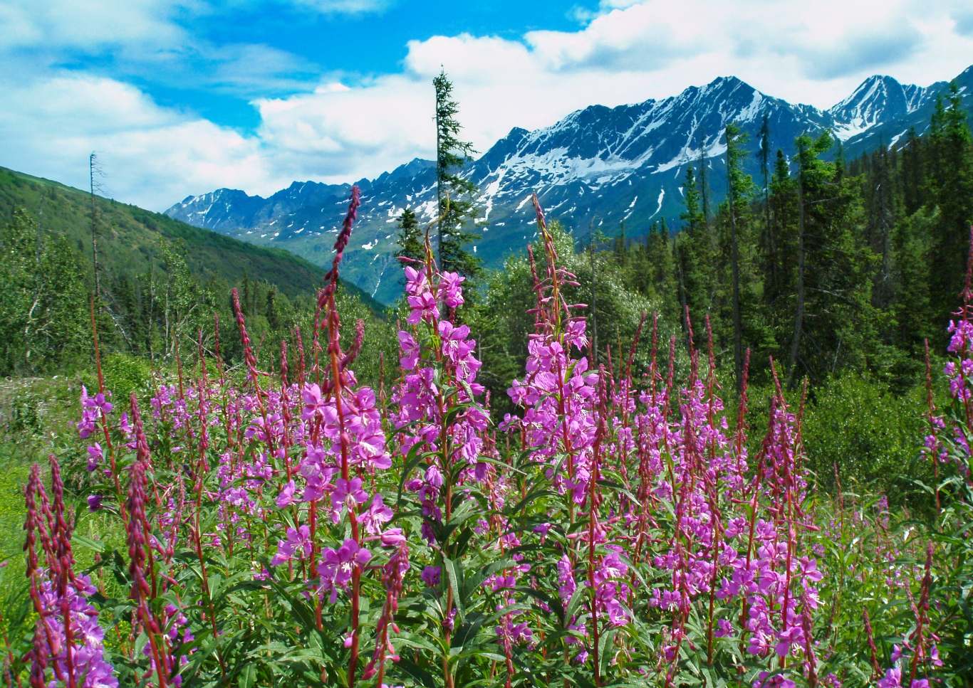 fireweed blooming in front of Alaska Range