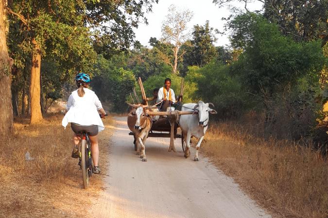 bicycling past an ox cart in forest