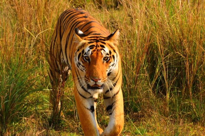 tiger in national park