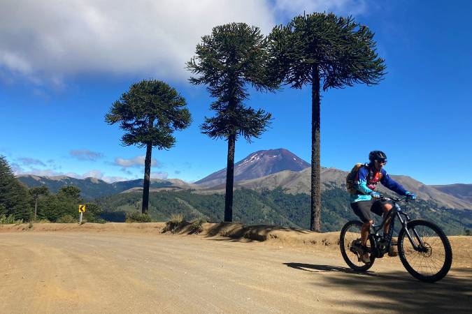 cycling past unique trees in Chile