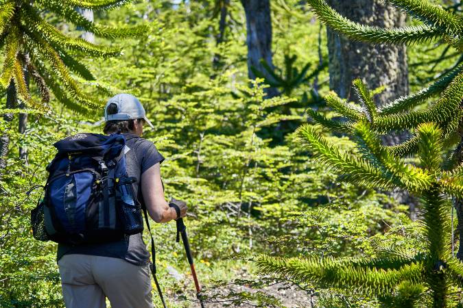 hiking through pine forest