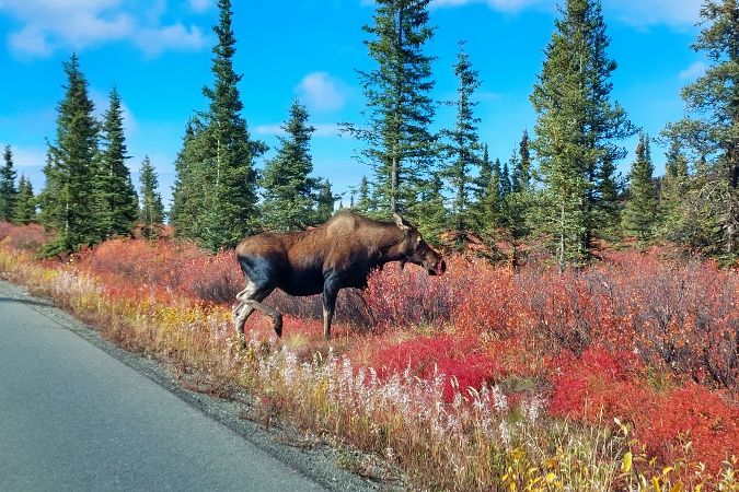 moose crossing the road during bike tour