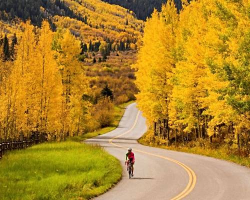 cyclist passing golden aspens